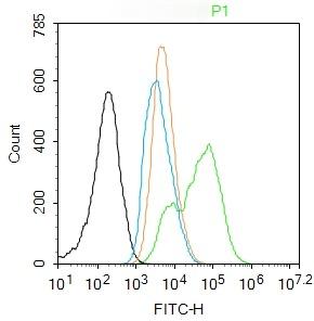 Anti-Phospho-NF-kB p65 (Ser468) Polyclonal Antibody