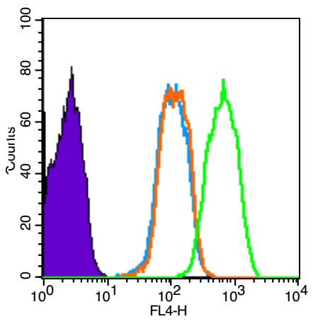 Anti-Phospho-Smad3 (Ser425) Polyclonal Antibody