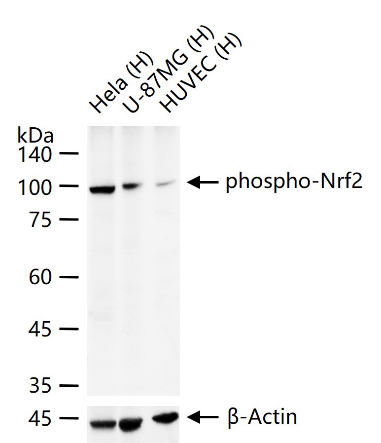 Anti-Phospho-NFE2L2 (Ser40) Antibody (8Z908)