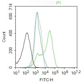 Anti-Phospho-NF-kB p65 (Ser281) Polyclonal Antibody