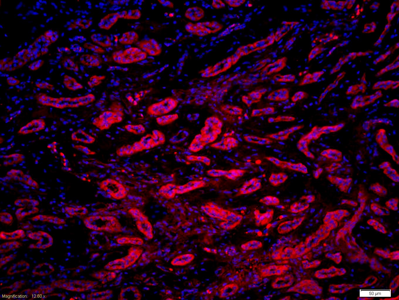 Anti-Phospho-MYL9 (Ser20) Polyclonal Antibody