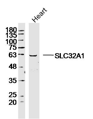 Anti-SLC32A1 Polyclonal Antibody