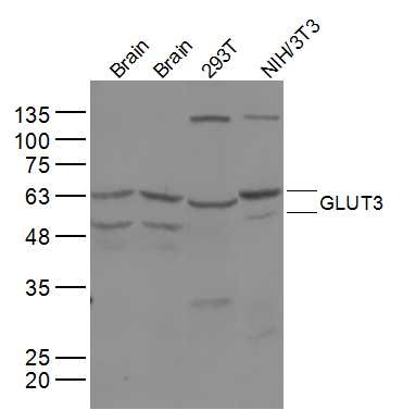 Anti-SLC2A3 Polyclonal Antibody