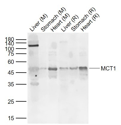 Anti-SLC16A1 Polyclonal Antibody