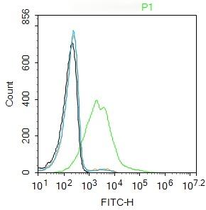 Anti-SLC16A1 Polyclonal Antibody