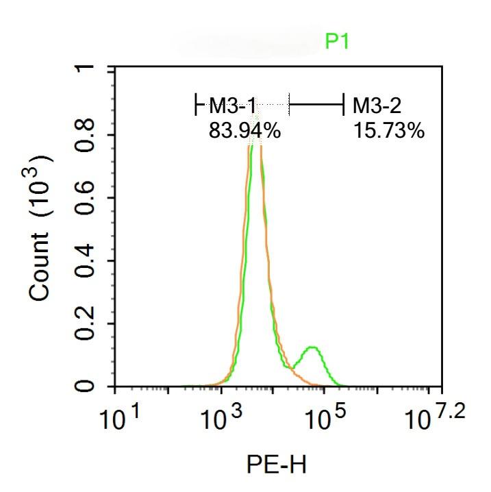 Anti-SLC1A3 Polyclonal Antibody
