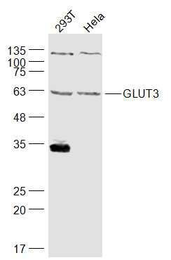 Anti-SLC2A3 Polyclonal Antibody