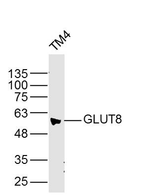 Anti-SLC2A8 Polyclonal Antibody