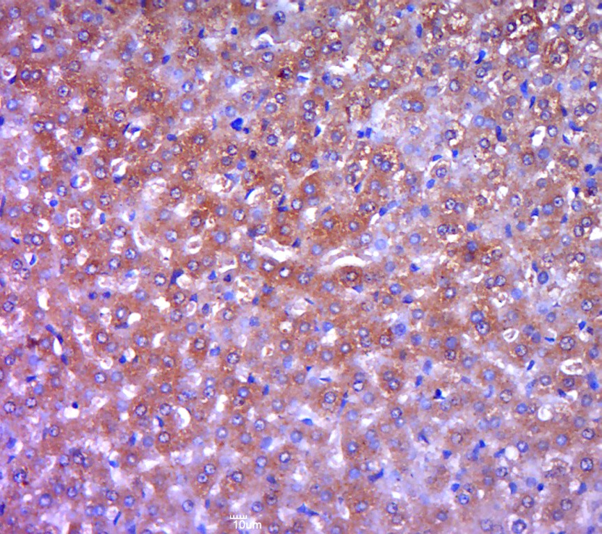 Anti-SHBG Polyclonal Antibody
