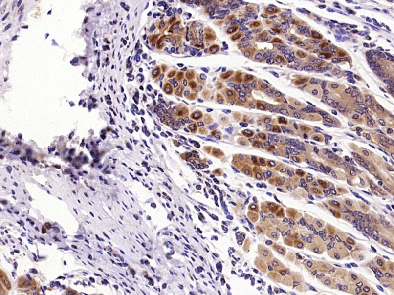 Anti-SHH Polyclonal Antibody