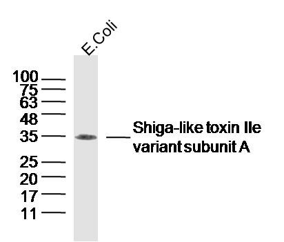 Anti-Shiga-like toxin IIe variant subunit A Polyclonal Antibody