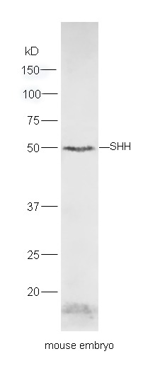 Anti-SHH Polyclonal Antibody