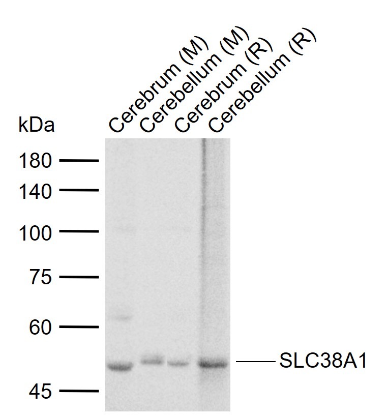 Anti-SLC38A1 Polyclonal Antibody
