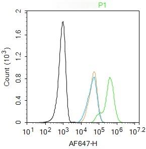 Anti-SMAD3 Polyclonal Antibody