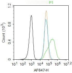 Anti-SMAD7 Polyclonal Antibody