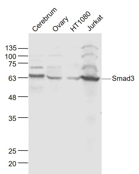 Anti-SMAD3 Polyclonal Antibody