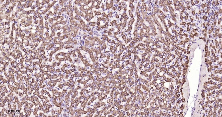 Anti-SMAD3 Antibody (8P334)