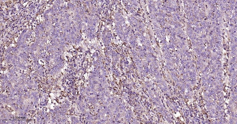 Anti-SMAD3 Antibody (8P334)