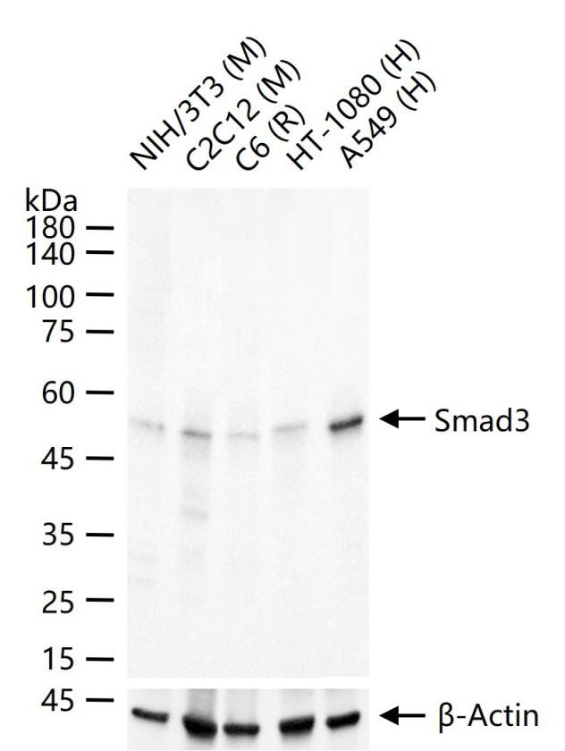 Anti-SMAD3 Antibody (8P334)