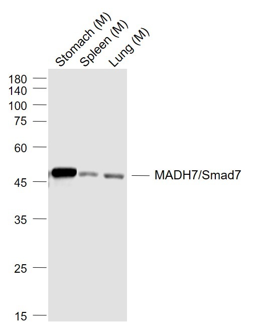 Anti-SMAD7 Polyclonal Antibody