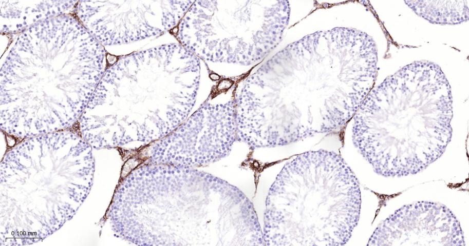 Anti-Collagen III/COL3A1 Polyclonal Antibody