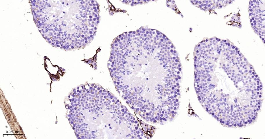 Anti-Collagen III/COL3A1 Polyclonal Antibody