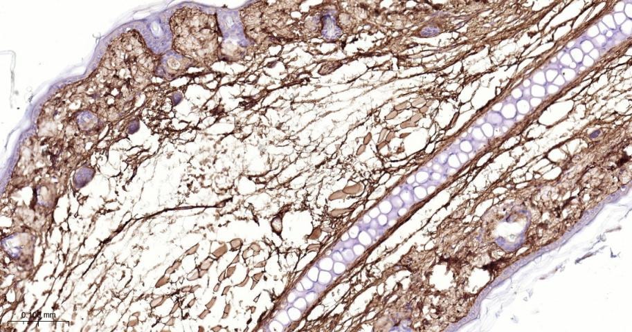 Anti-Collagen III/COL3A1 Polyclonal Antibody