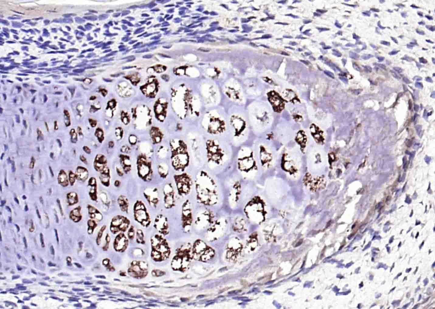 Anti-Collagen II/COL2A1 Antibody (7X334)