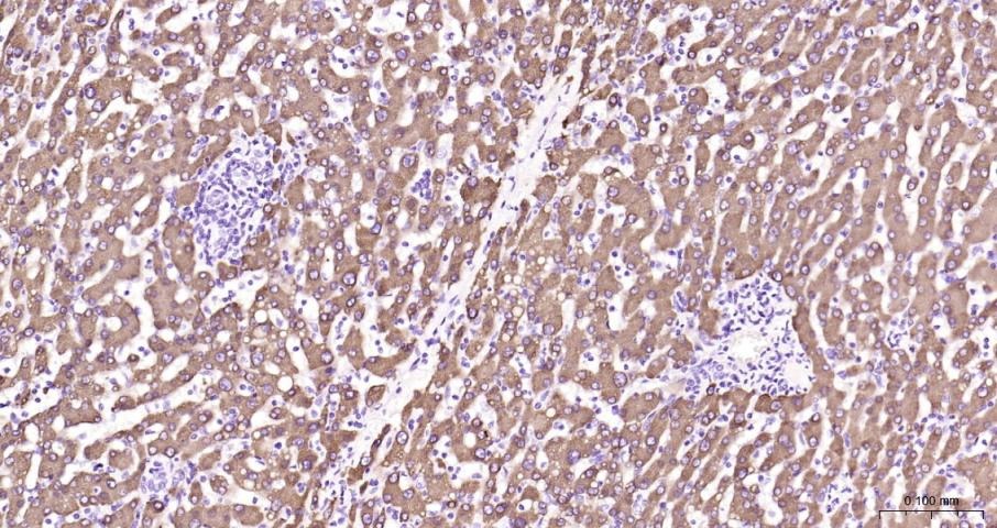 Anti-COX-2 Polyclonal Antibody