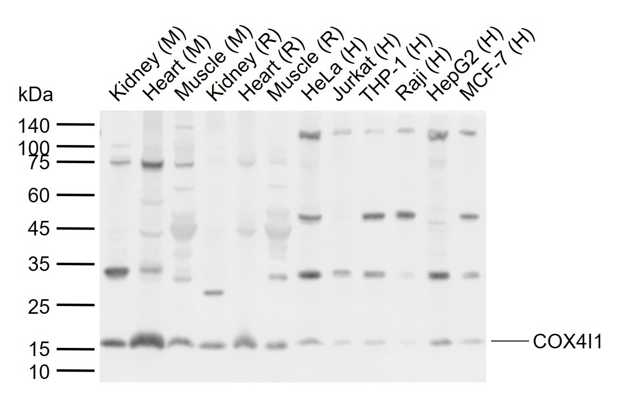 Anti-COX4I1 Polyclonal Antibody