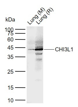 Anti-YKL-40/CHI3L1 Polyclonal Antibody 2