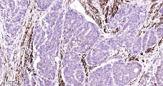 Anti-COX-2 Antibody (1O260)