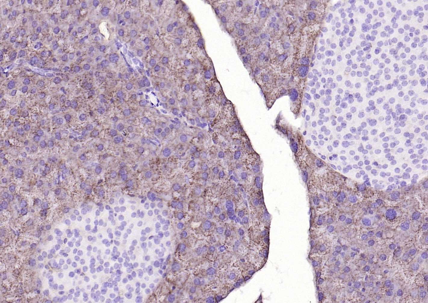 COX4I1 Mitochondrial Loading Control Antibody (5Z89)