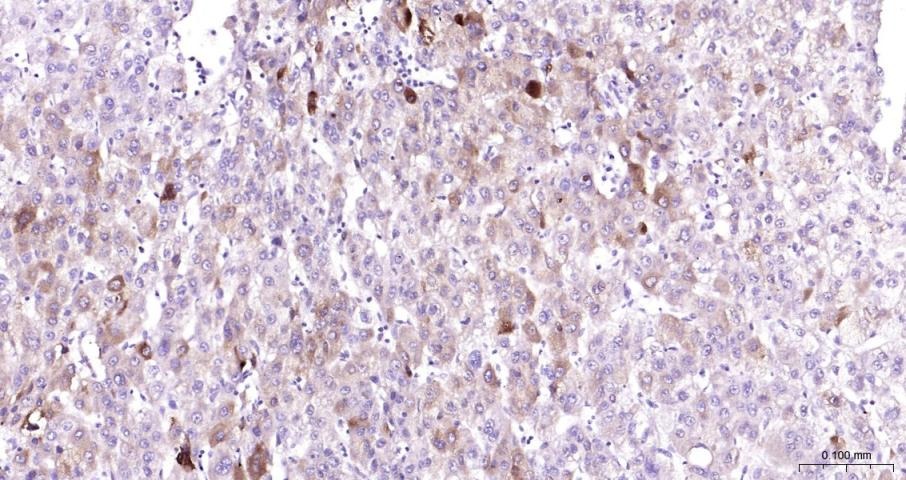 Anti-COX-2 Polyclonal Antibody