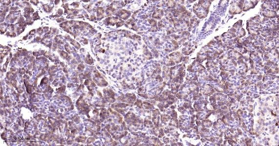 Anti-COX-2 Antibody (1O260)
