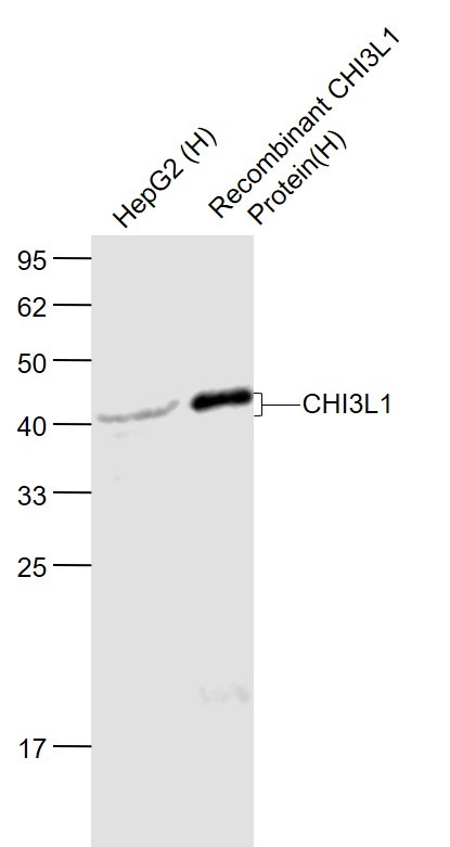 Anti-YKL-40/CHI3L1 Polyclonal Antibody