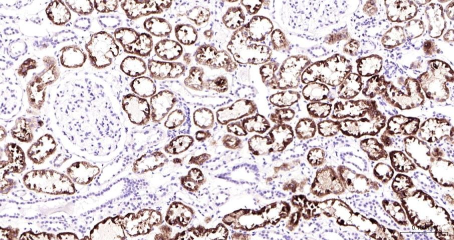 Anti-COX-2 Polyclonal Antibody