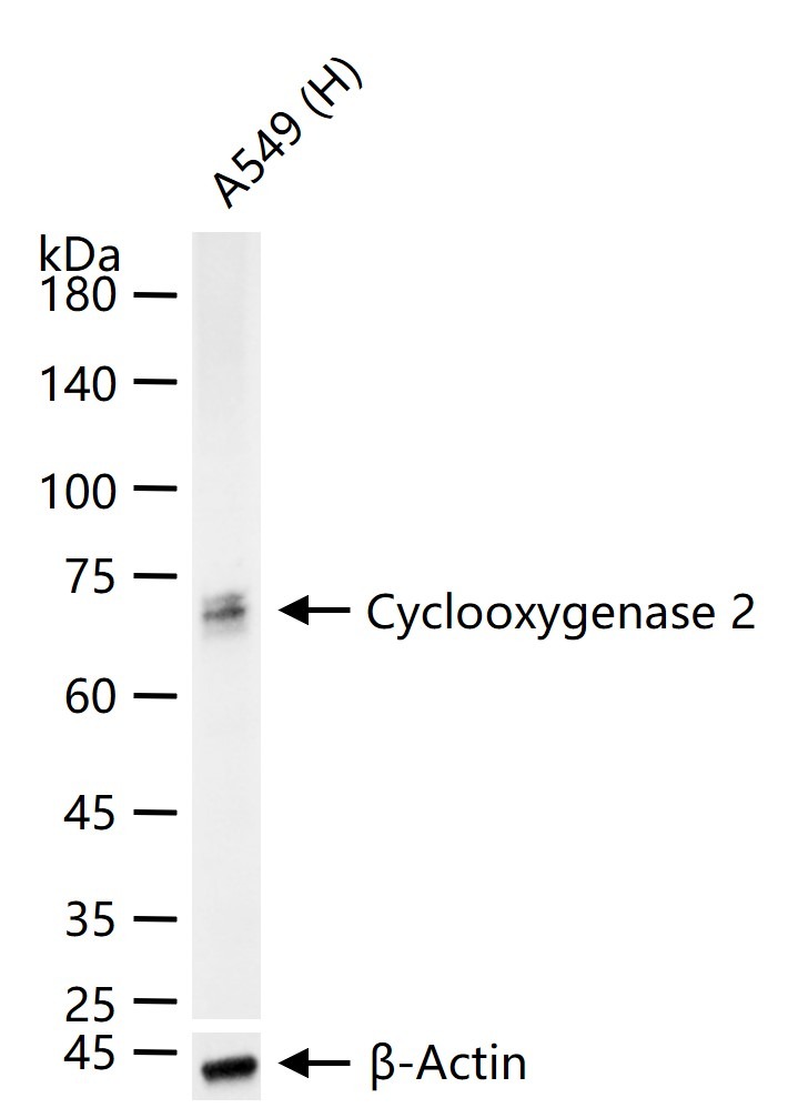 Anti-COX-2 Antibody (1O260)