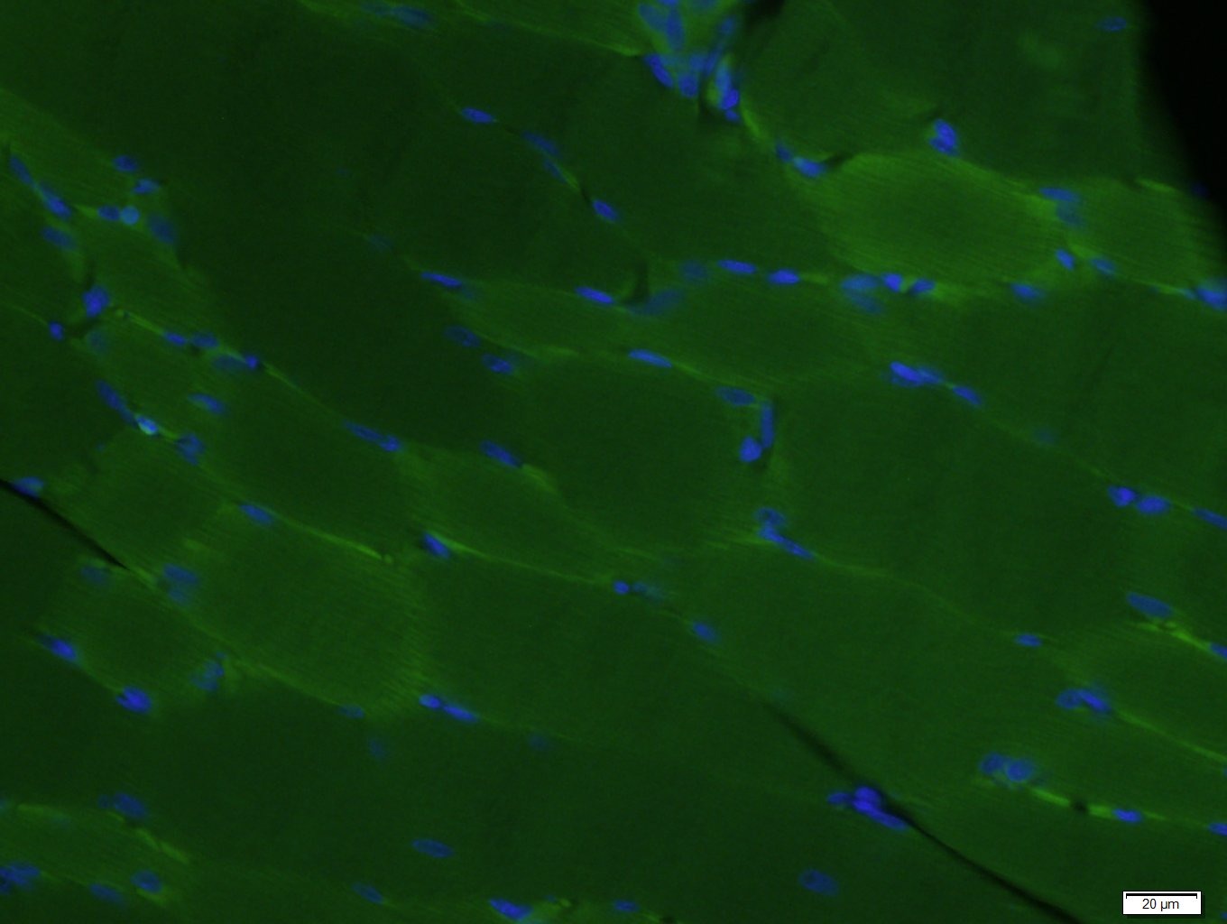 COX4I1 Mitochondrial Loading Control Antibody (5Z89)