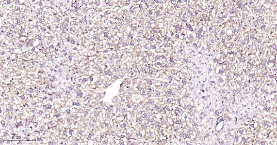Anti-COX-2 Antibody (1O260)