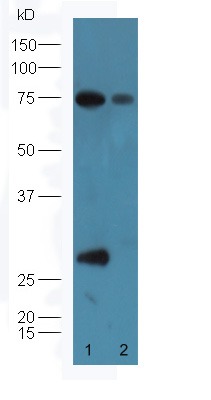 Anti-Complement Factor D/CFD Polyclonal Antibody
