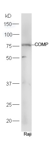Anti-COMP Polyclonal Antibody