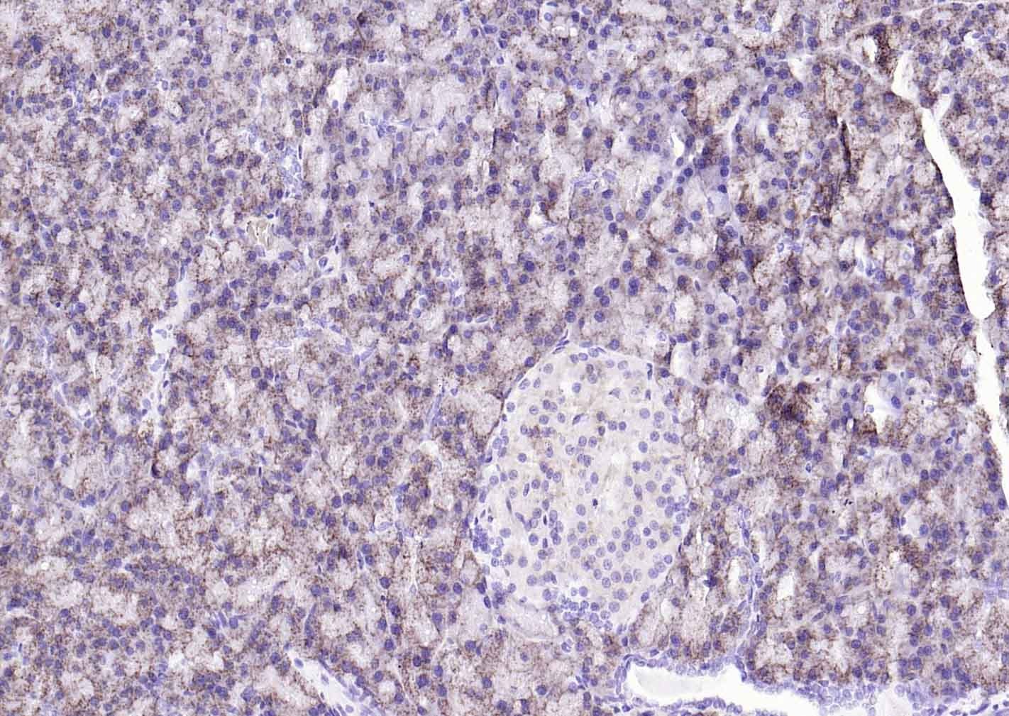 COX4I1 Mitochondrial Loading Control Antibody (5Z89)