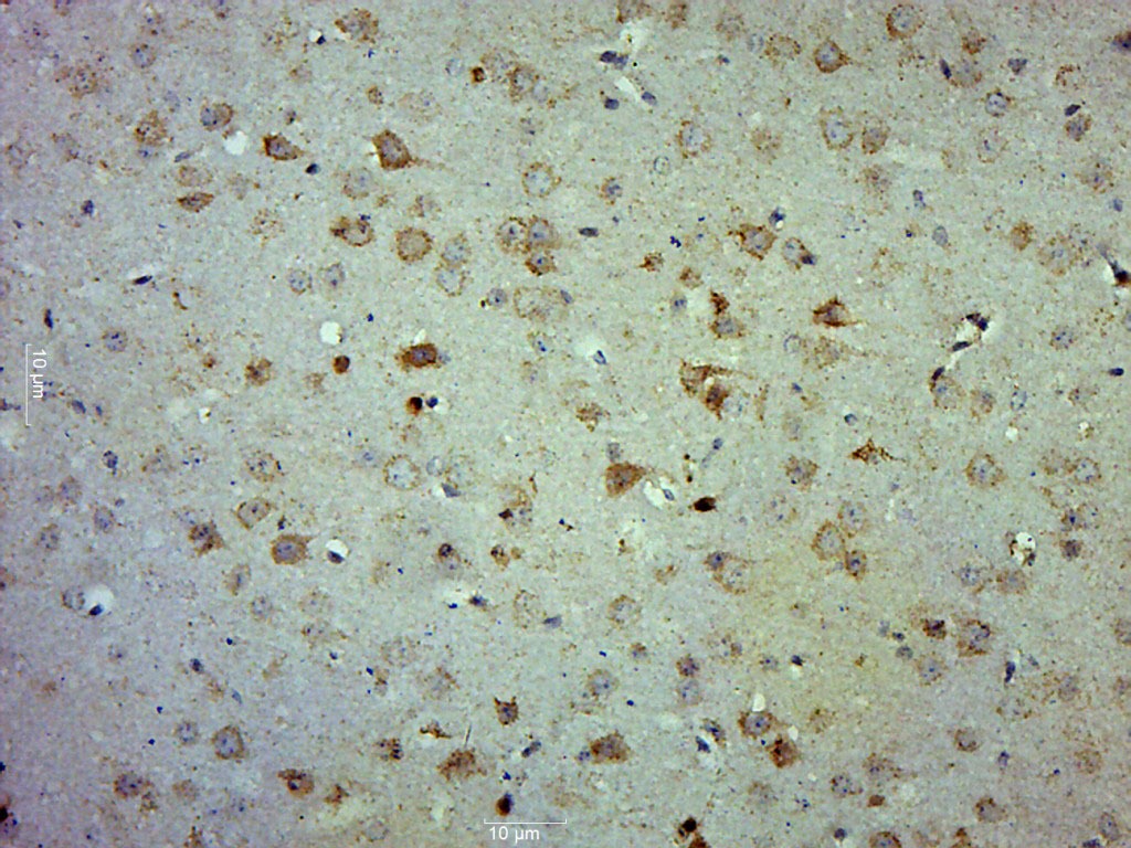 Anti-COX4I1 Polyclonal Antibody