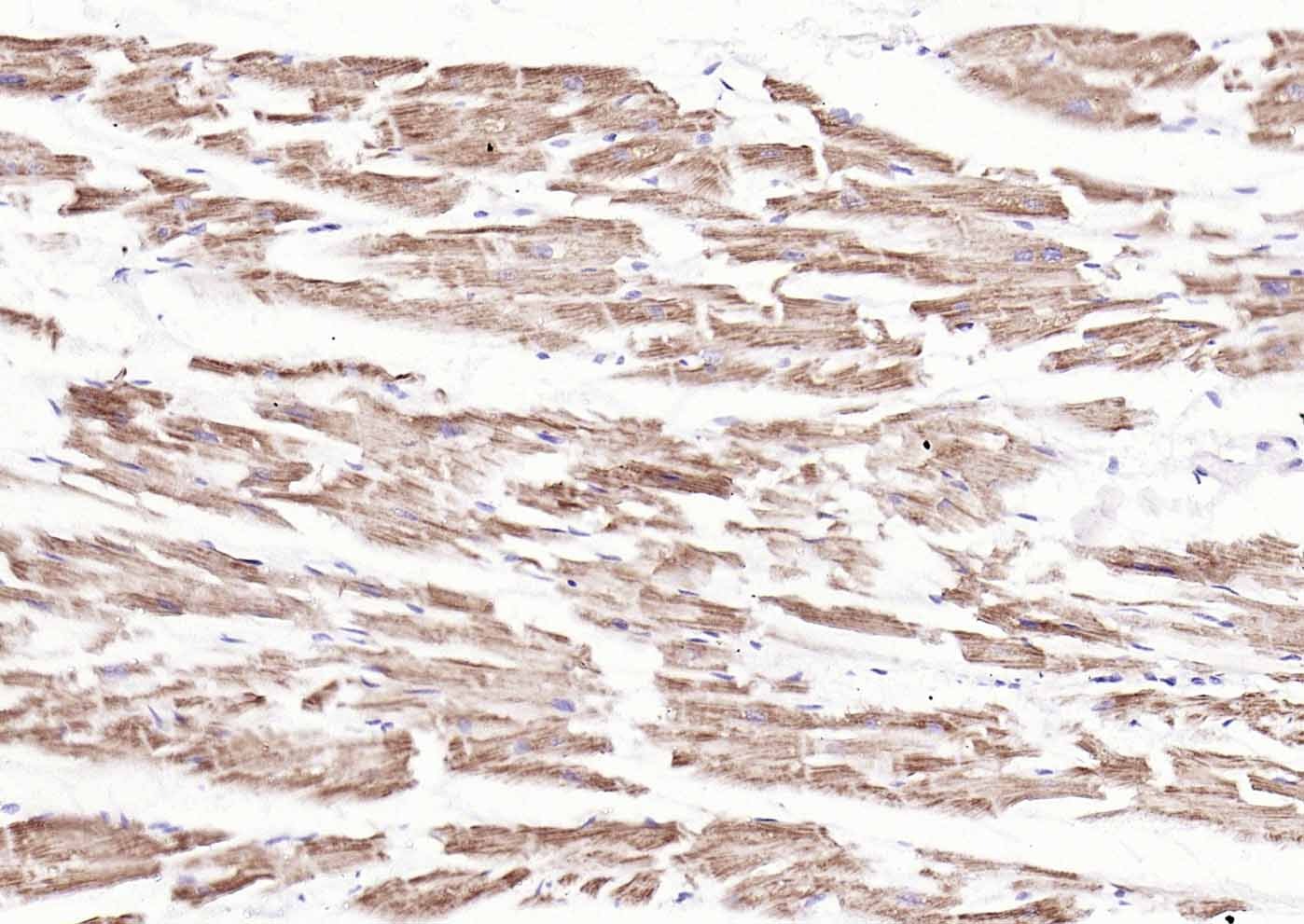 COX4I1 Mitochondrial Loading Control Antibody (5Z89)