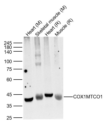 Anti-COX1/MTCO1 Polyclonal Antibody