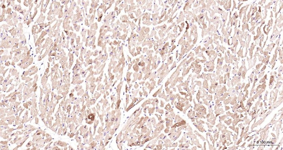 Anti-COX-2 Polyclonal Antibody