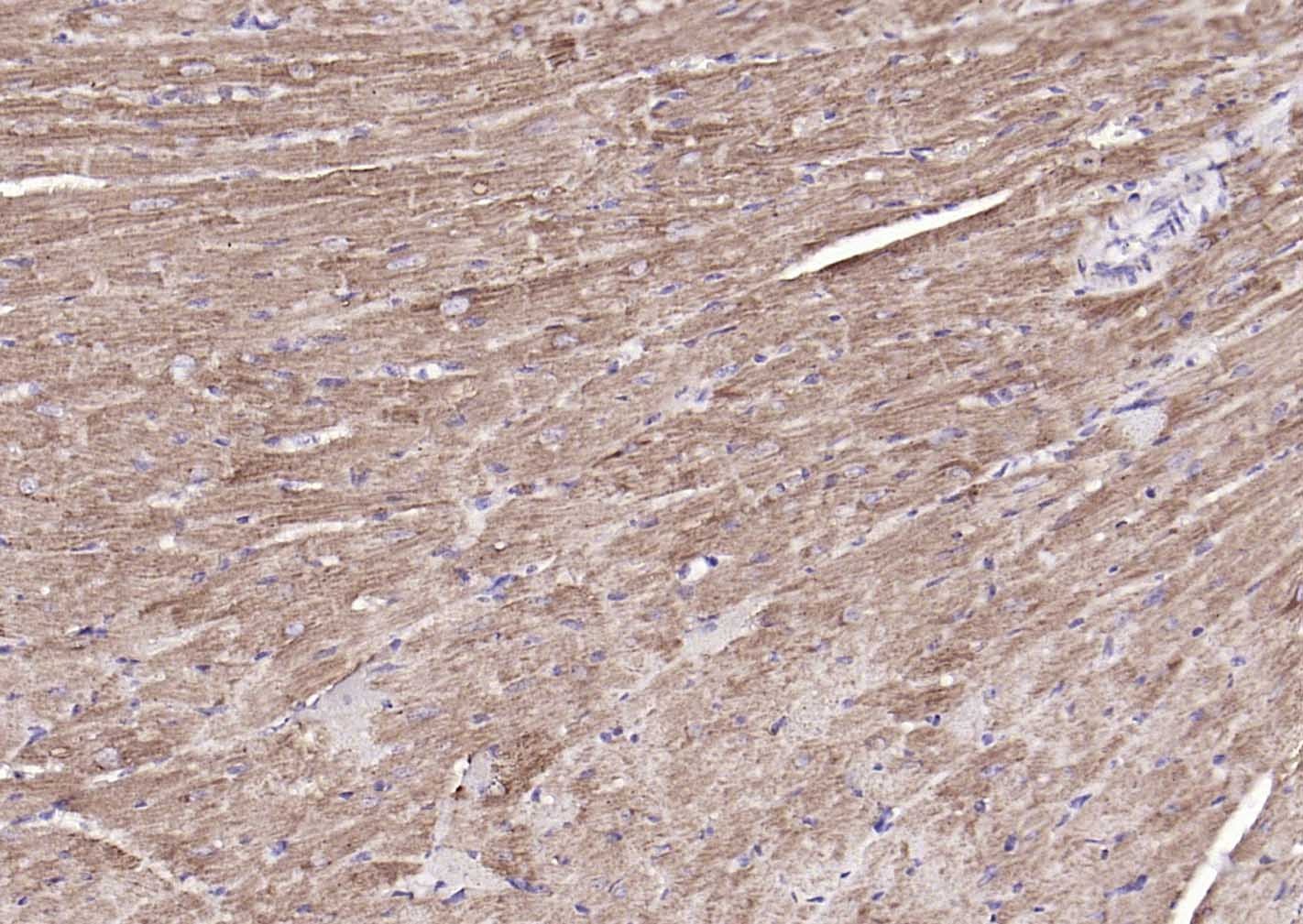 COX4I1 Mitochondrial Loading Control Antibody (5Z89)