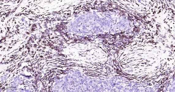 Anti-COX-2 Antibody (1O260)