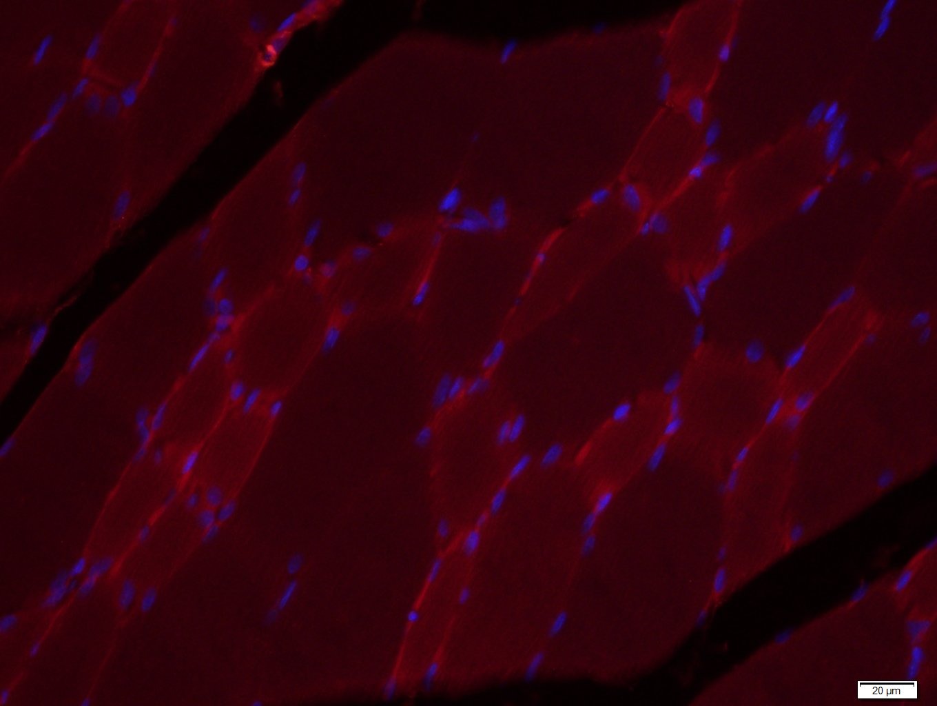 COX4I1 Mitochondrial Loading Control Antibody (5Z89)